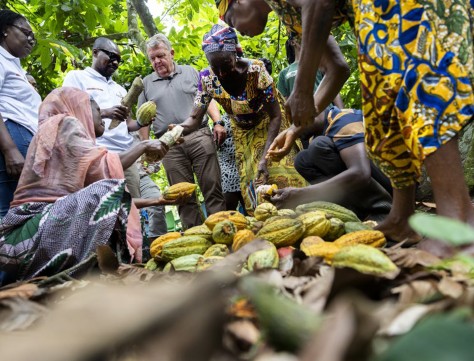 Udenrigsminister Lars Løkke Rasmussen besøger en kakao-plantage i Ghana. Foto: Finn Frandsen/Ritzau Scanpix.